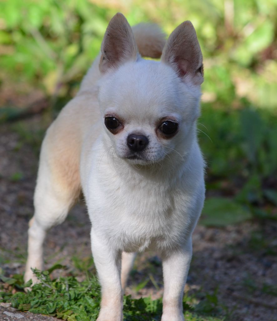 Les Chihuahua de l'affixe Du Jardin De Saphirs