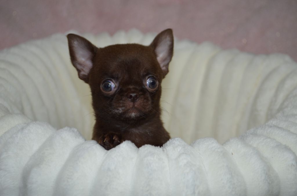 Du Jardin De Saphirs - Chiot disponible  - Chihuahua