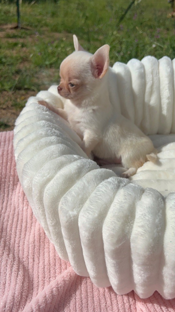 Du Jardin De Saphirs - Chiot disponible  - Chihuahua