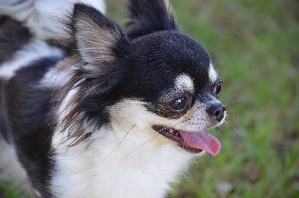 Una dolcezza du Royaume d'Isthar