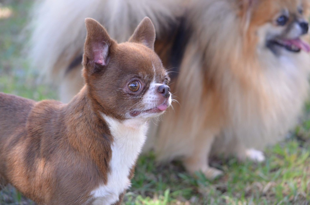 Roquette du Royaume d'Isthar