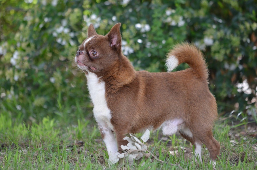 Romeo du Royaume d'Isthar