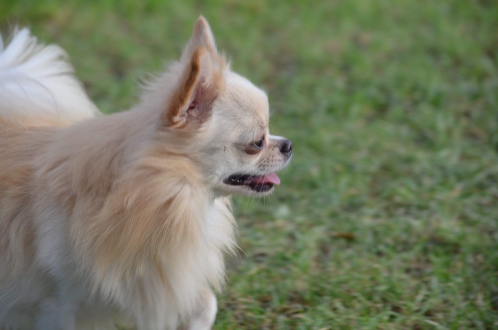 Ti mouss des légendes d'Athena