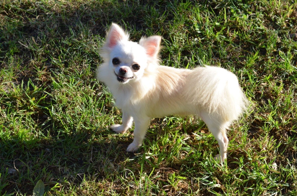 Unison perfect Des Barons De Maule