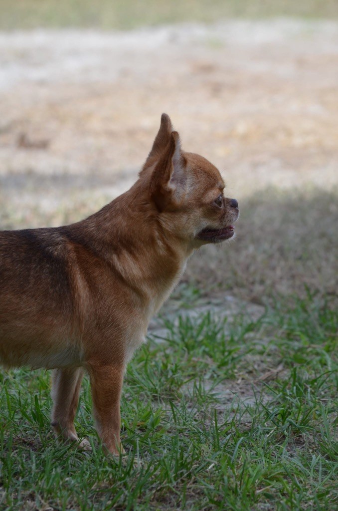 Tili Du Jardin De Saphirs