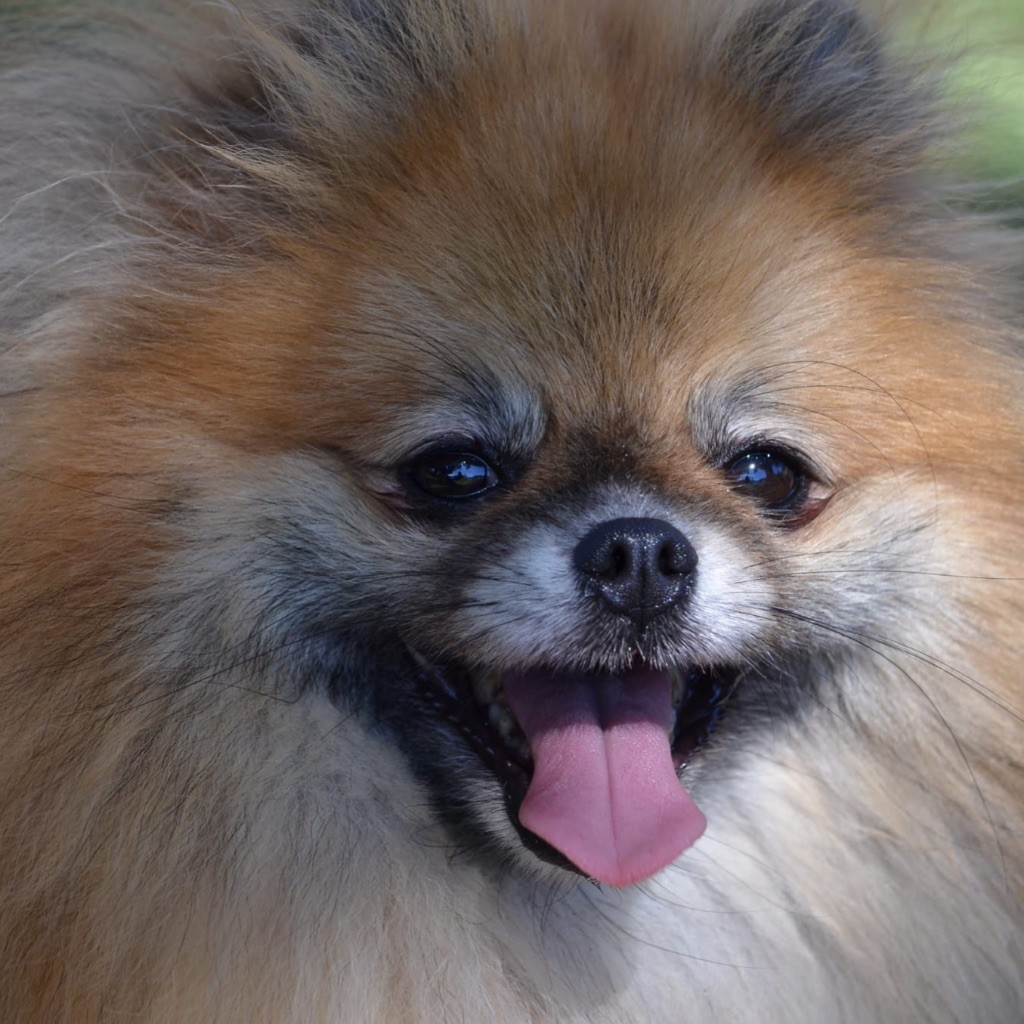 Blanche severnaya-orhideya