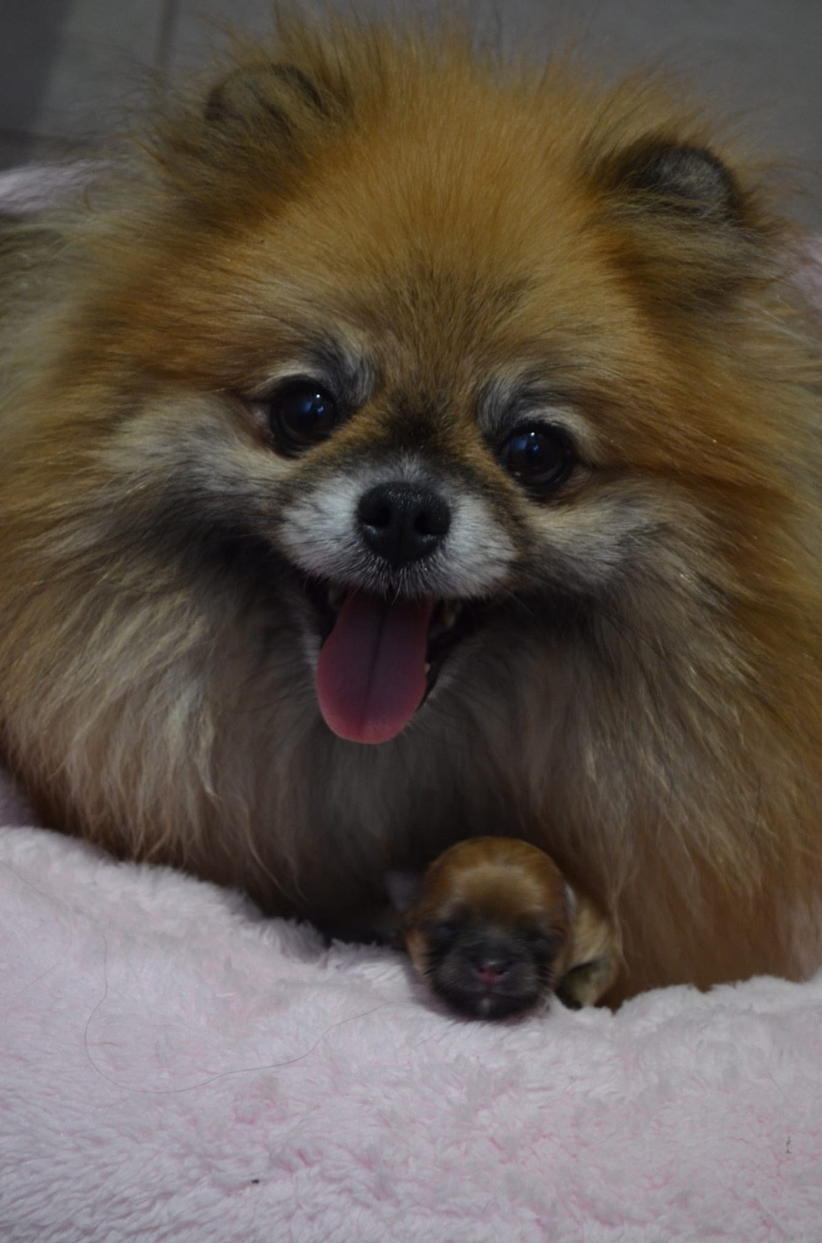 Du Jardin De Saphirs - Chiots disponibles - Spitz allemand