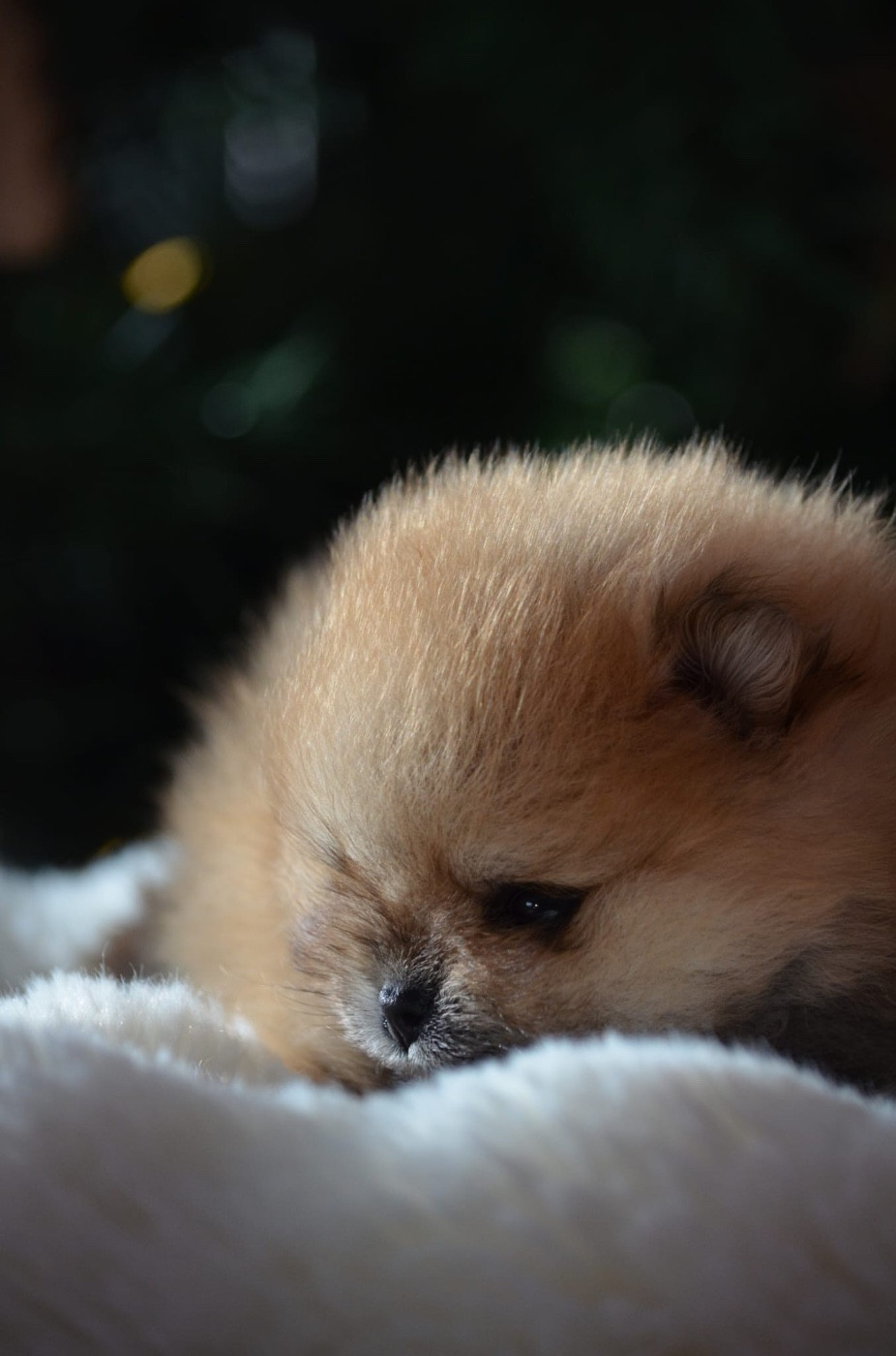 Chiot Spitz allemand Du Jardin De Saphirs