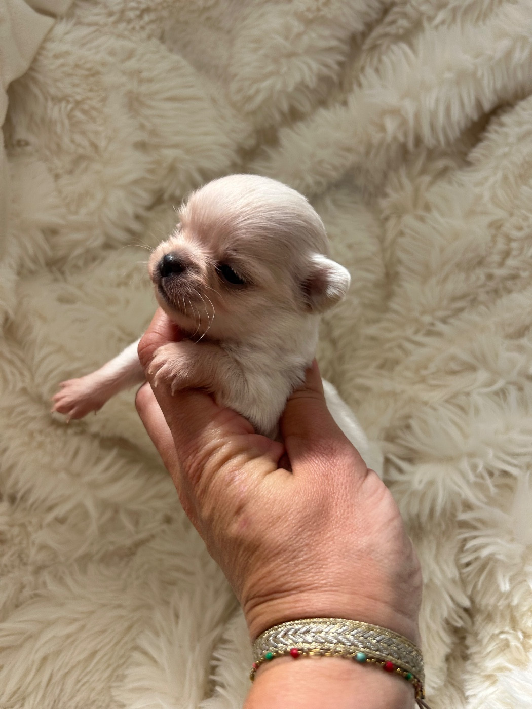 Du Jardin De Saphirs - Chiots disponibles - Chihuahua