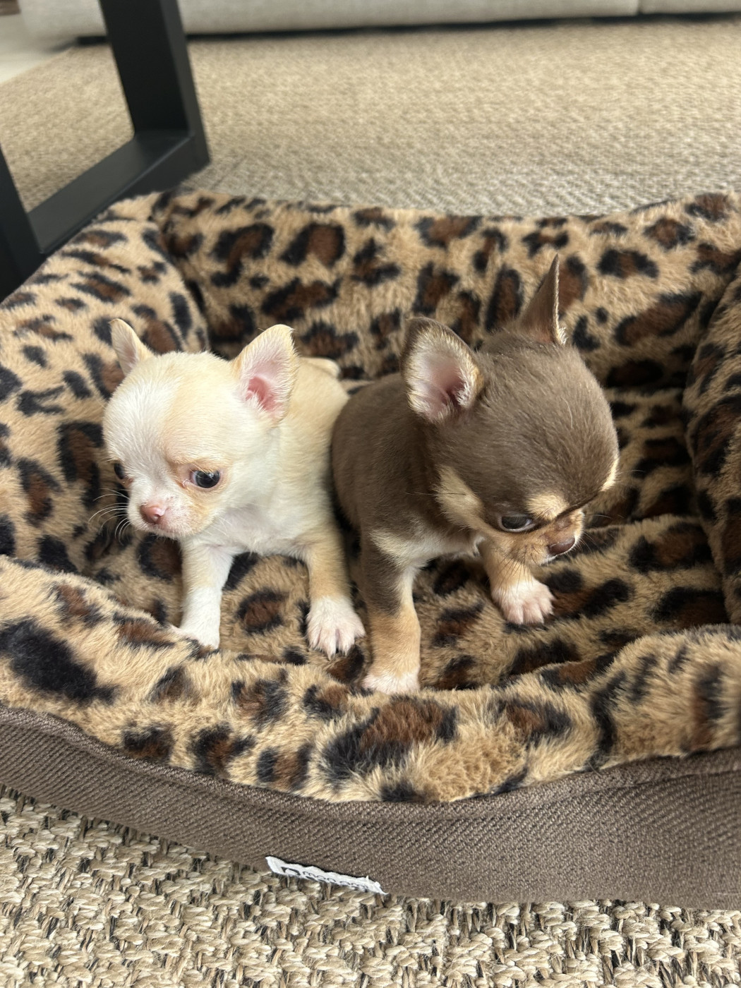 Chiot Chihuahua Du Jardin De Saphirs