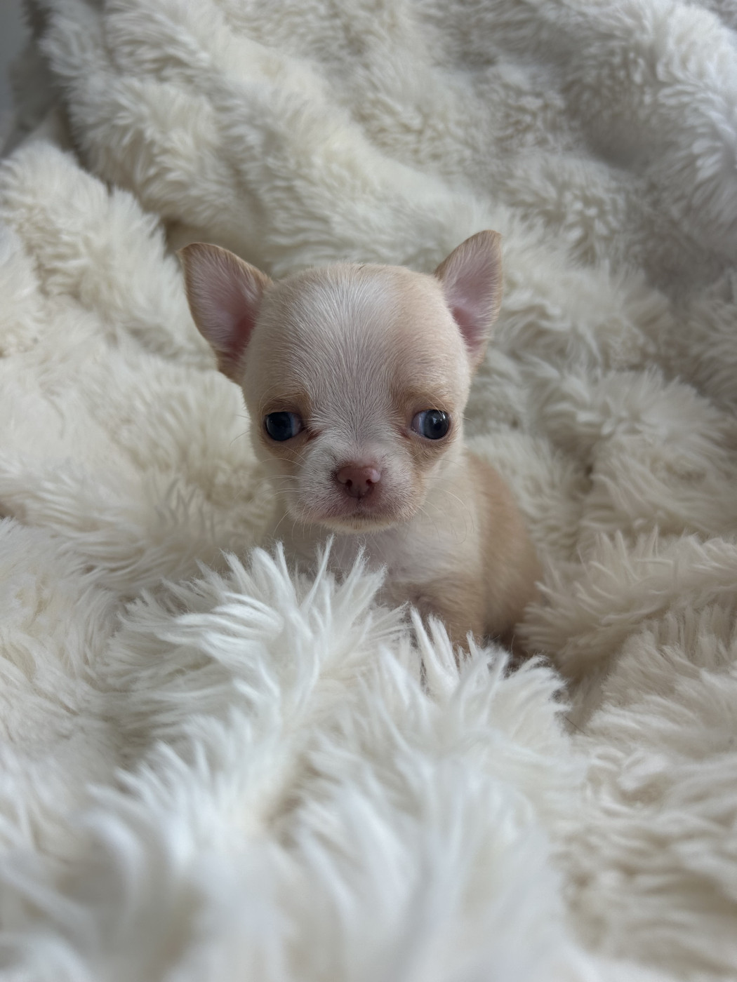 Du Jardin De Saphirs - Chiots disponibles - Chihuahua