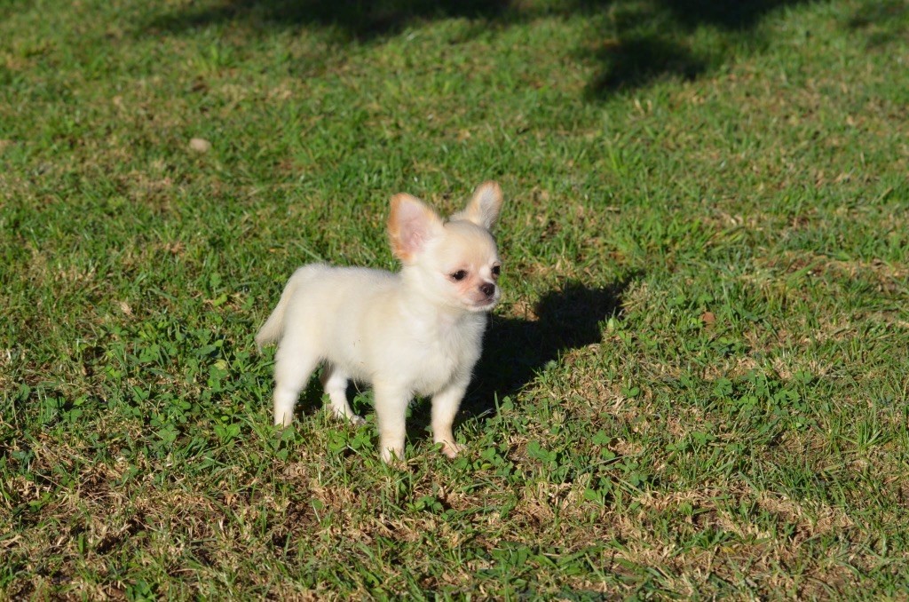 Du Jardin De Saphirs - Chihuahua - Portée née le 04/07/2025