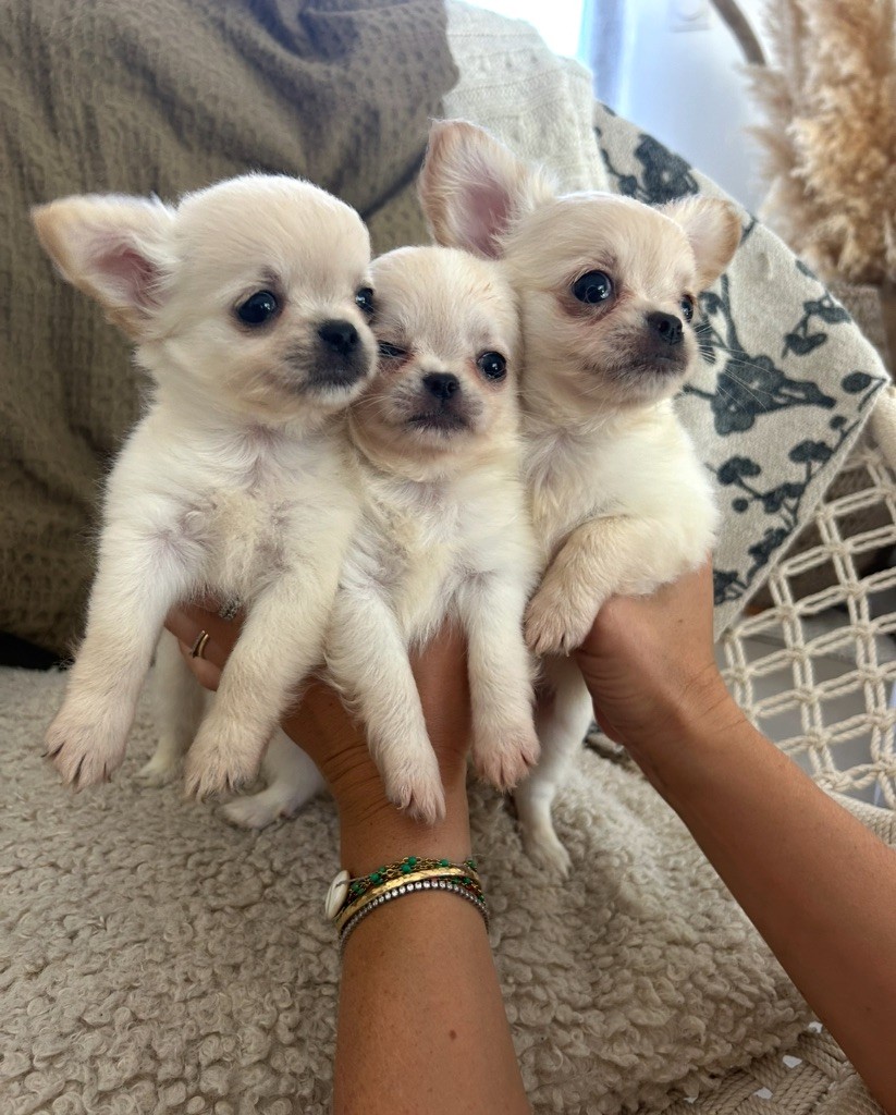 Chiot Chihuahua Du Jardin De Saphirs