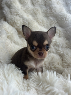 Chiot N°1