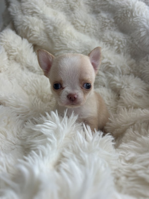 Chiot N°2