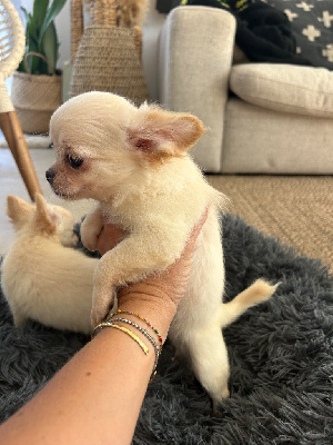 Alpha