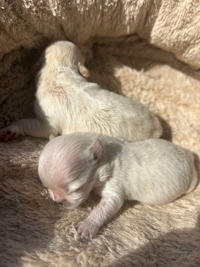Chiot Chihuahua Du Jardin De Saphirs