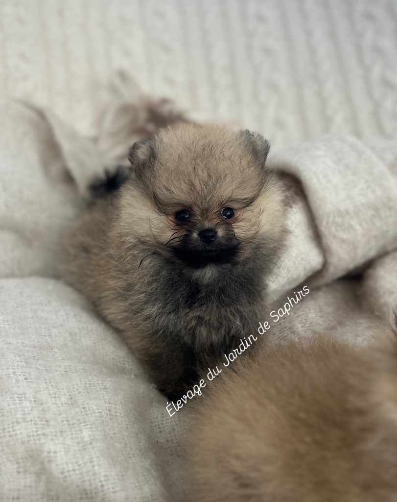 Du Jardin De Saphirs - Chiots disponibles - Spitz allemand