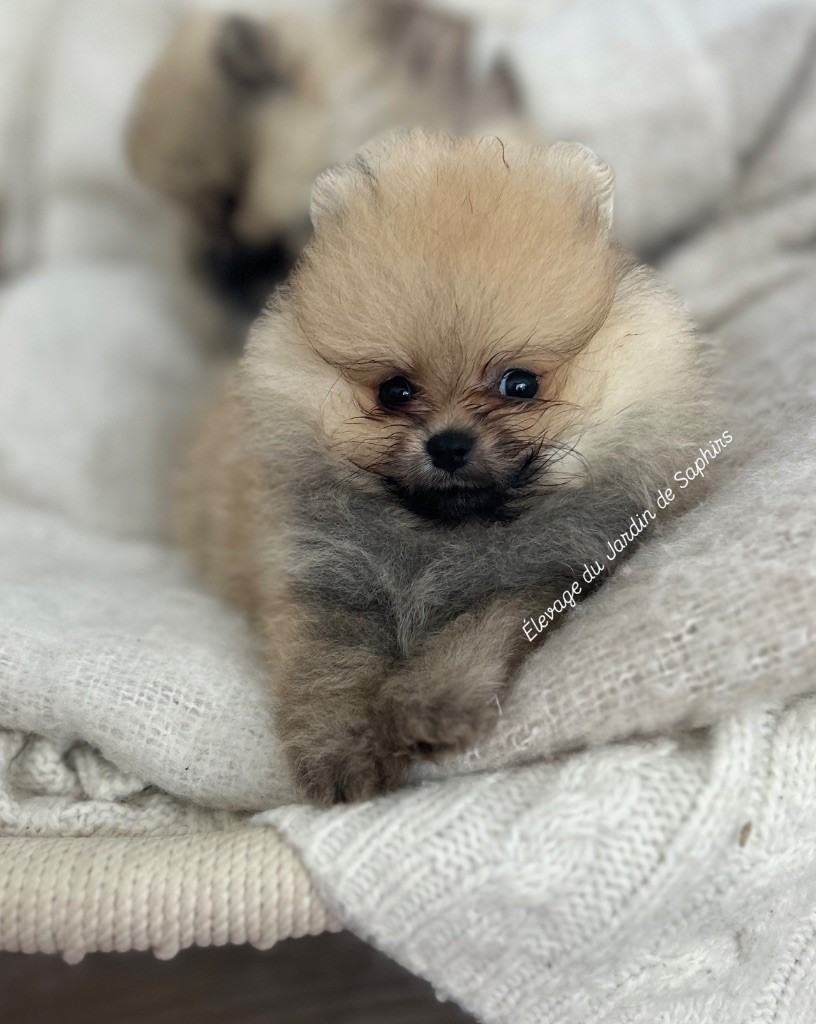 Du Jardin De Saphirs - Chiots disponibles - Spitz allemand