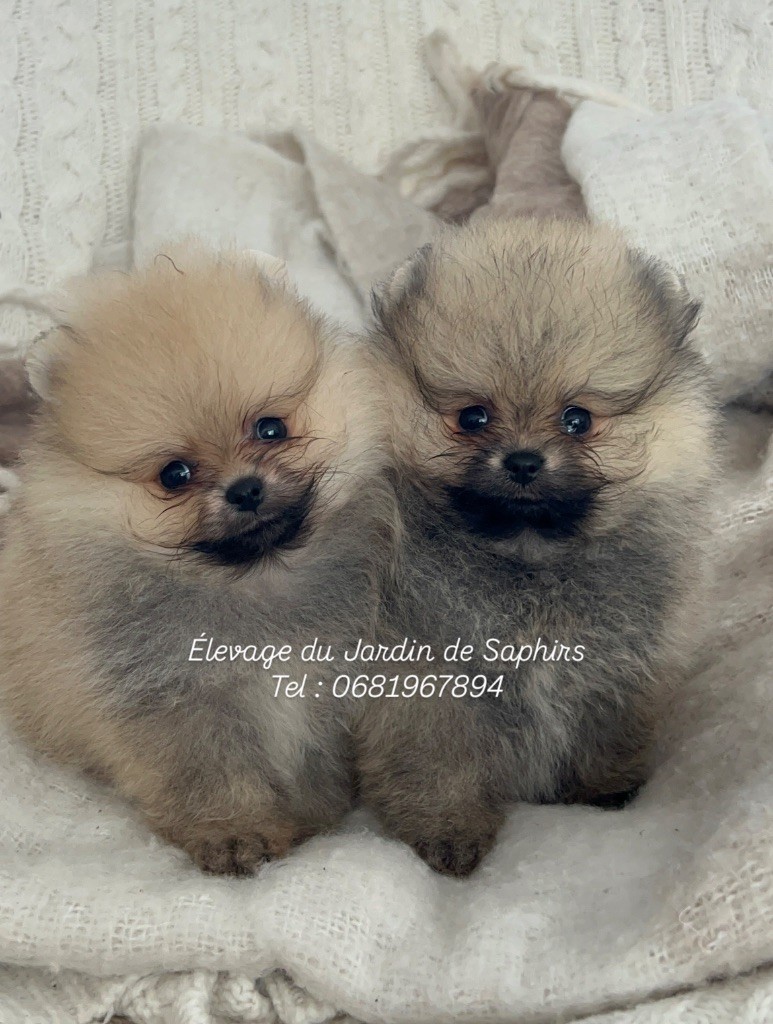Chiot Spitz allemand Du Jardin De Saphirs